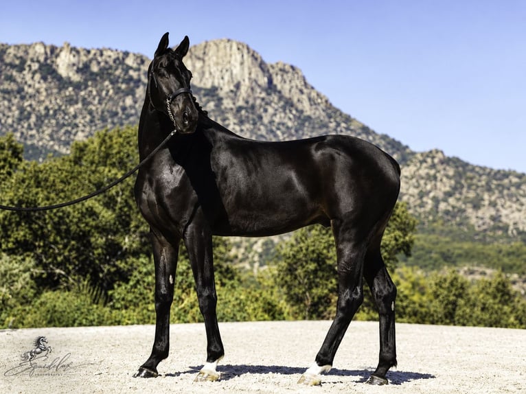 PRE Mix Stallone 5 Anni 176 cm Baio scuro in LA CABRERA