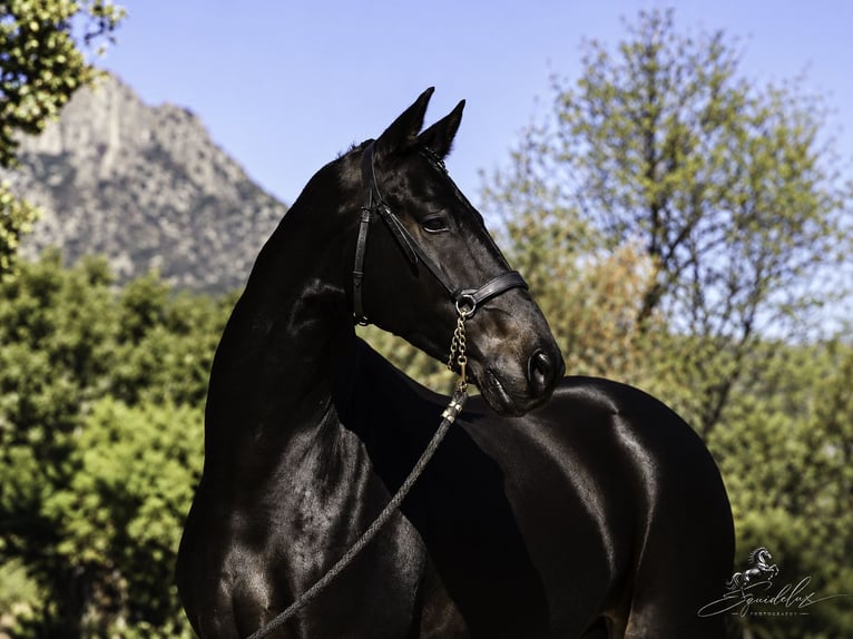 PRE Mix Stallone 5 Anni 176 cm Baio scuro in LA CABRERA