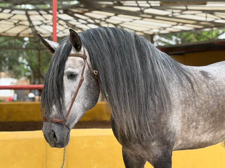 PRE Stallone 5 Anni 182 cm Grigio in Oliva