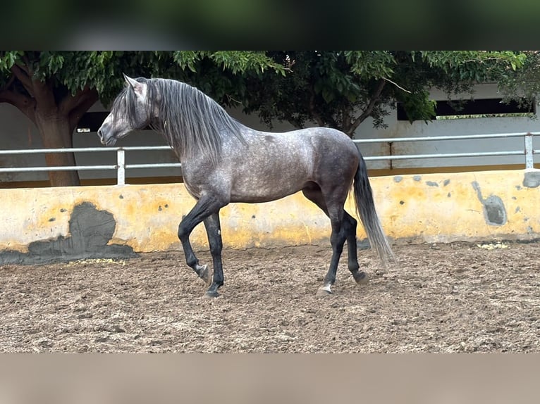 PRE Stallone 5 Anni 182 cm Grigio in Oliva