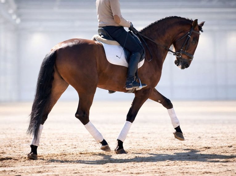 PRE Mix Stallone 5 Anni Baio in Navas Del Madroño