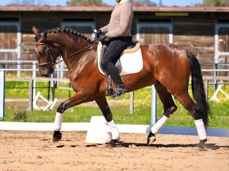 PRE Mix Stallone 5 Anni Baio in Navas Del Madroño