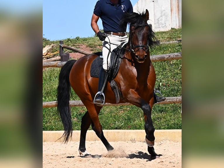 PRE Mix Stallone 6 Anni 157 cm Baio in Menorca