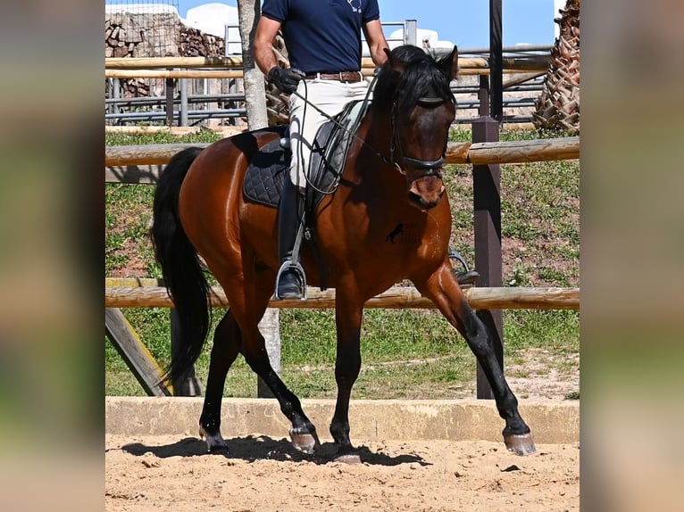 PRE Mix Stallone 6 Anni 157 cm Baio in Menorca