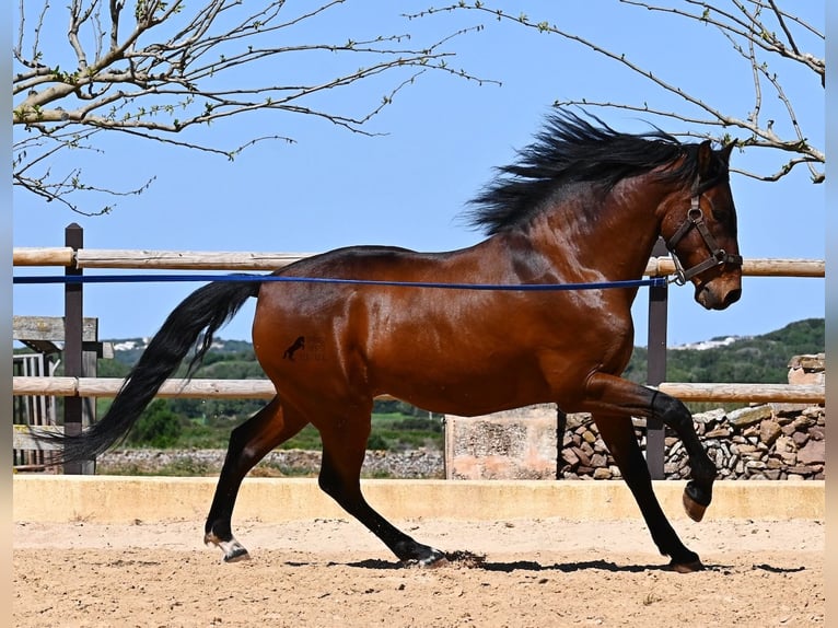 PRE Mix Stallone 6 Anni 157 cm Baio in Menorca