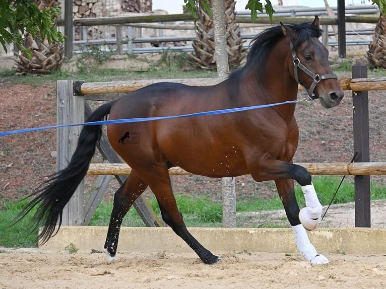 PRE Stallone 6 Anni 157 cm Baio in Menorca
