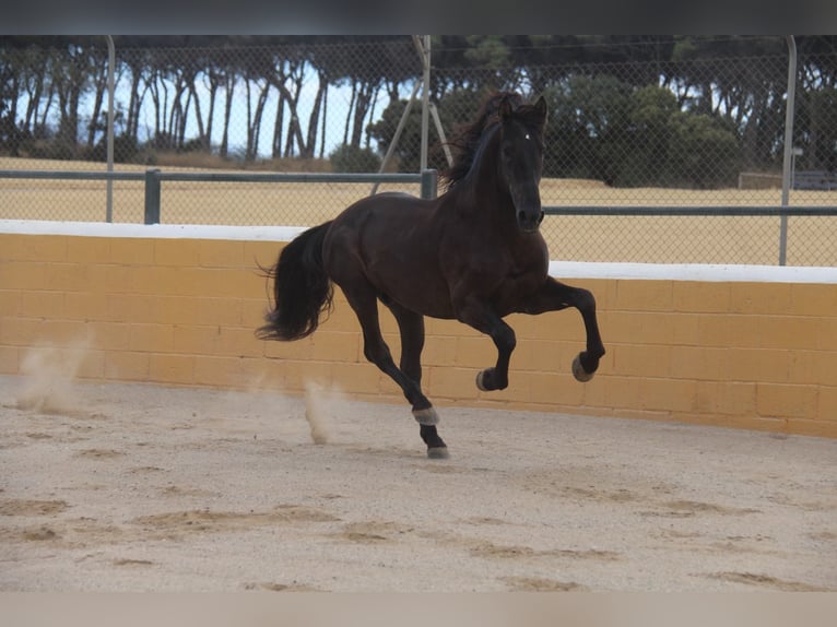 PRE Mix Stallone 6 Anni 158 cm Morello in Hamburg