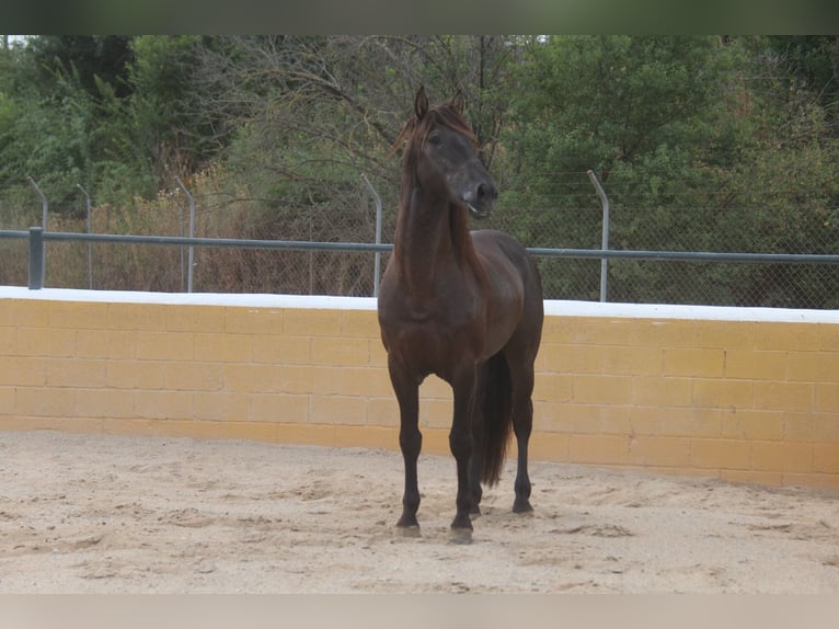 PRE Mix Stallone 6 Anni 158 cm Morello in Hamburg
