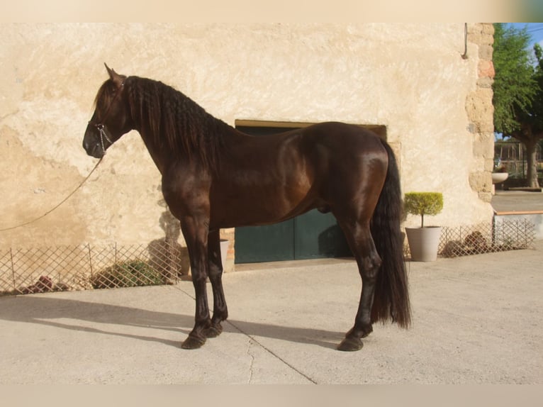 PRE Mix Stallone 6 Anni 158 cm Morello in Hamburg
