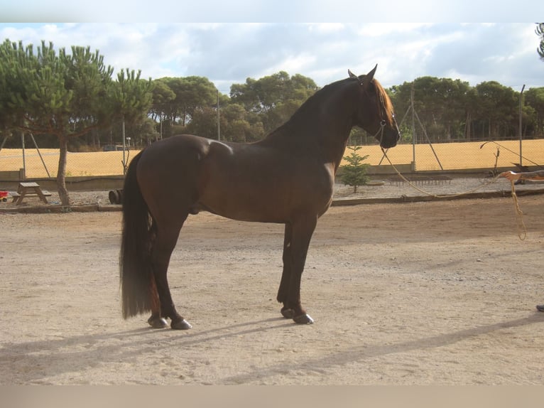 PRE Mix Stallone 6 Anni 158 cm Morello in Hamburg