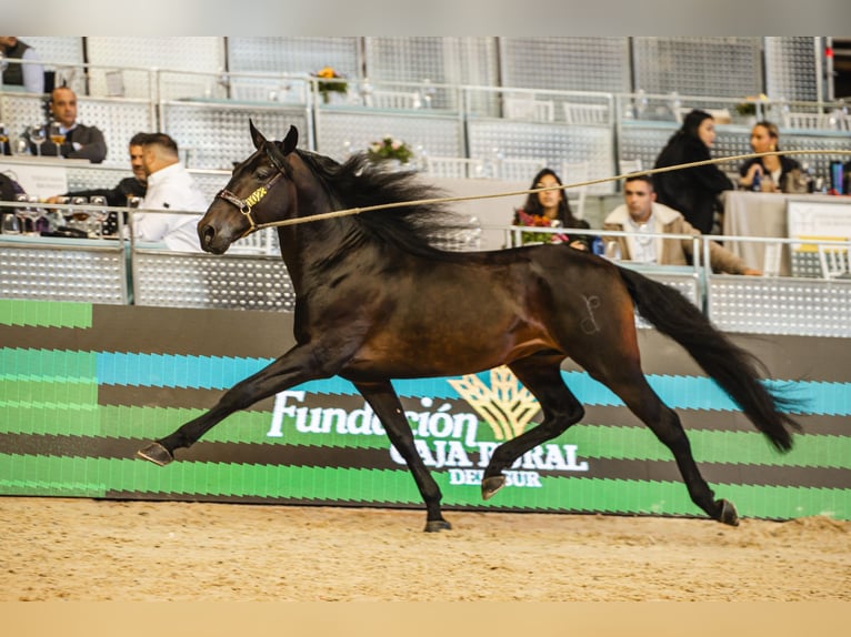 PRE Mix Stallone 6 Anni 160 cm Baio scuro in Fuendetodos