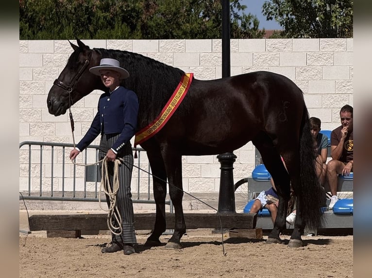 PRE Mix Stallone 6 Anni 160 cm Baio scuro in Fuendetodos