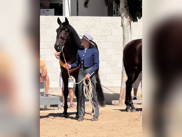 PRE Mix Stallone 6 Anni 160 cm Baio scuro in Fuendetodos