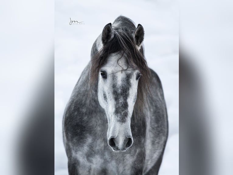 PRE Mix Stallone 6 Anni 160 cm Grigio in Herrsching