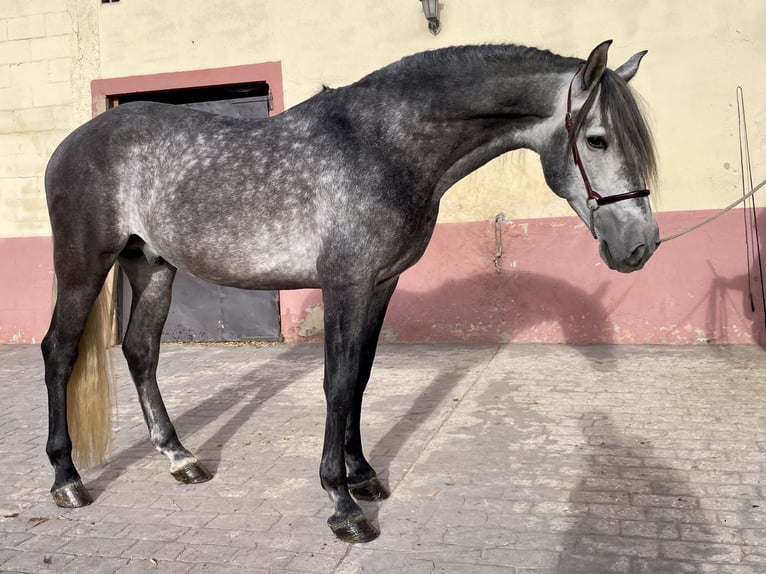 PRE Mix Stallone 6 Anni 160 cm Grigio pezzato in Granollers