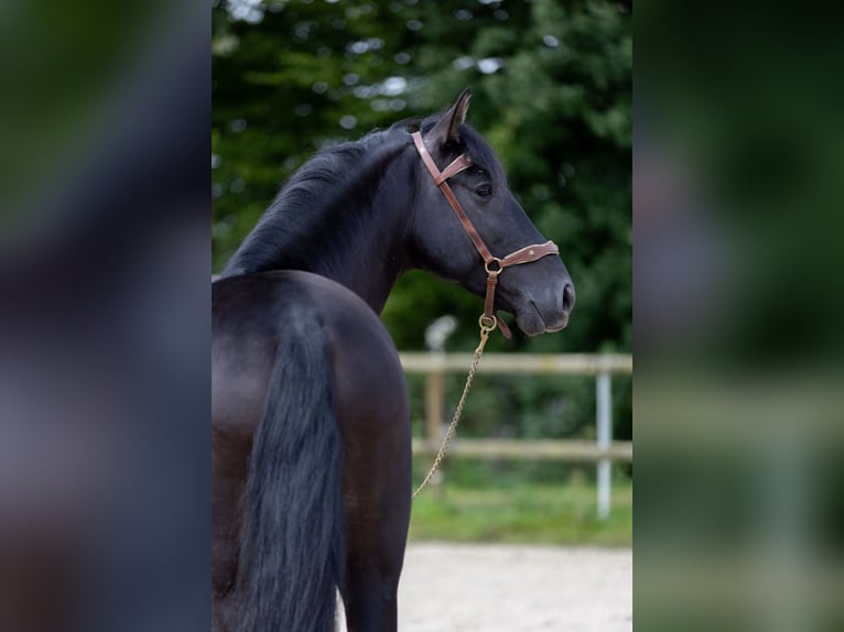 PRE Stallone 6 Anni 160 cm Morello in Saint-Guen