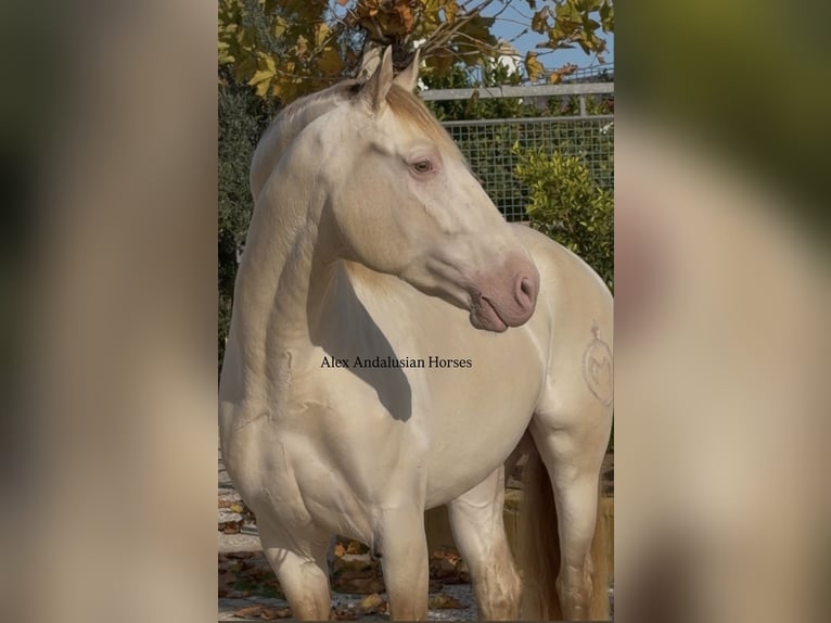 PRE Mix Stallone 6 Anni 160 cm Perlino in Sevilla