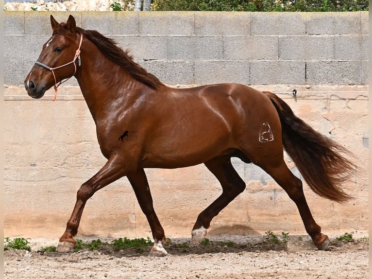 PRE Mix Stallone 6 Anni 160 cm Sauro in Mallorca