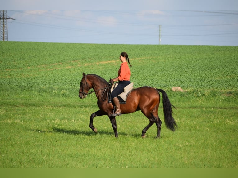 PRE Stallone 6 Anni 160 cm Sauro scuro in Mratín