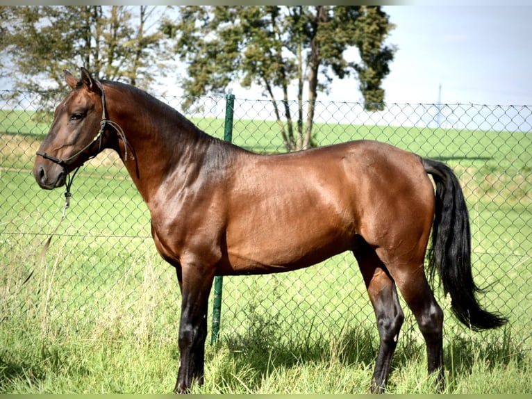 PRE Stallone 6 Anni 160 cm Sauro scuro in Mratín