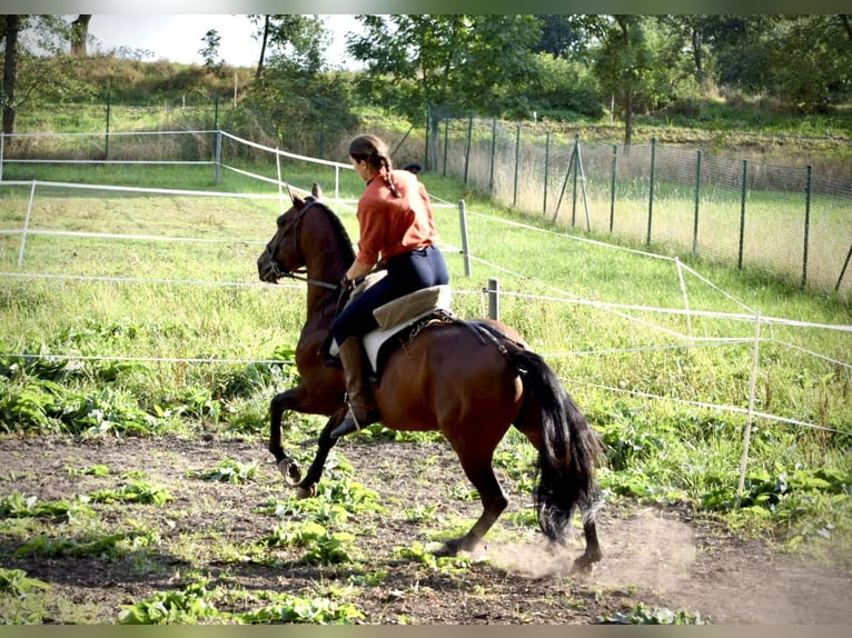 PRE Stallone 6 Anni 160 cm Sauro scuro in Mratín