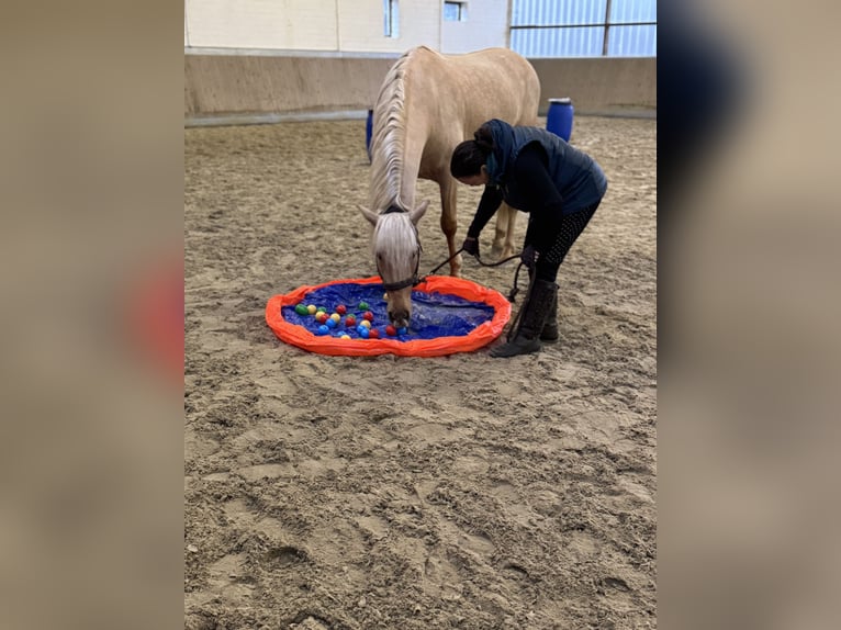 PRE Stallone 6 Anni 161 cm Palomino in Warendorf