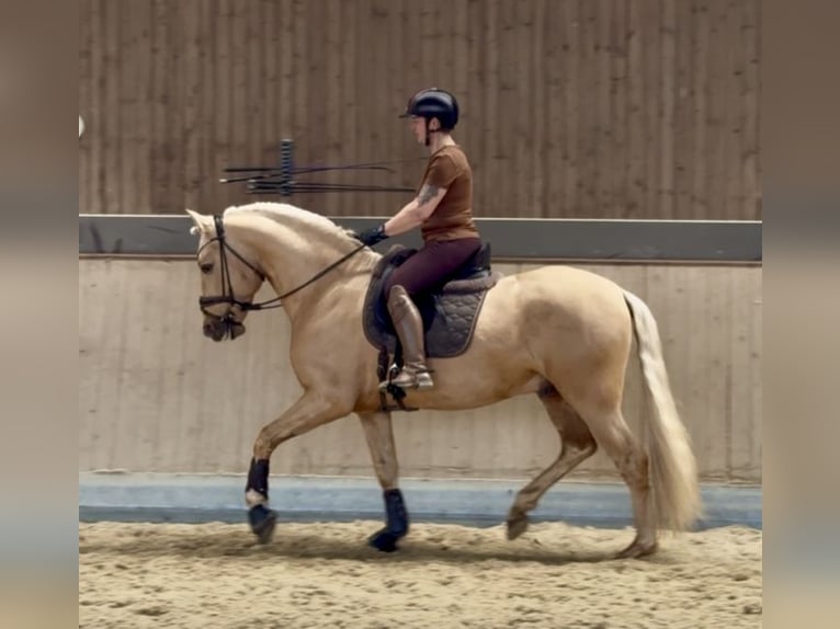 PRE Stallone 6 Anni 161 cm Palomino in Warendorf