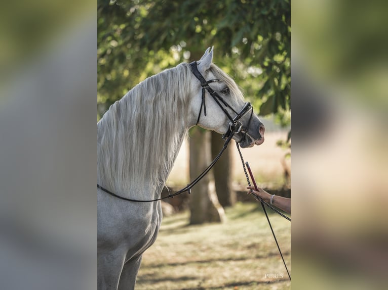 PRE Mix Stallone 6 Anni 162 cm Bianco in Loxstedt