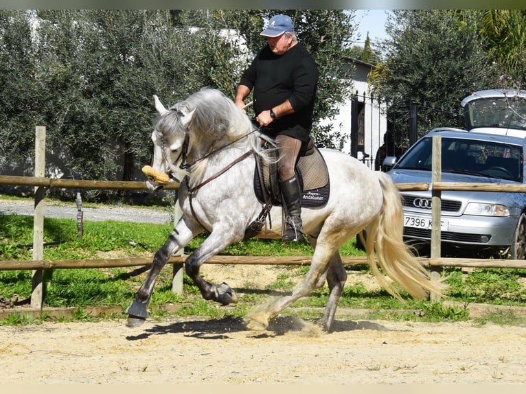 PRE Stallone 6 Anni 162 cm Grigio in Provinz Malaga