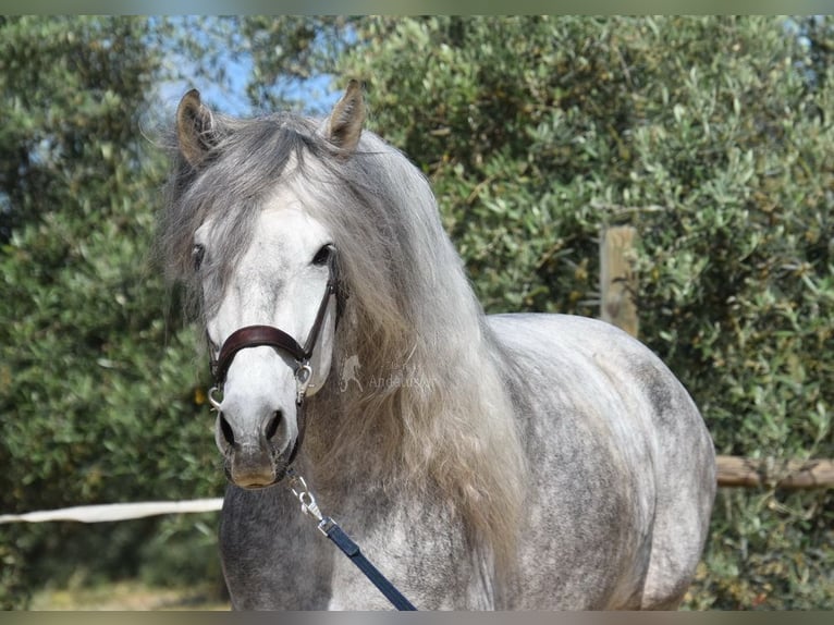 PRE Stallone 6 Anni 162 cm Grigio in Provinz Malaga
