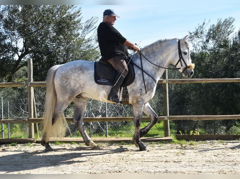 PRE Stallone 6 Anni 162 cm Grigio in Provinz Malaga