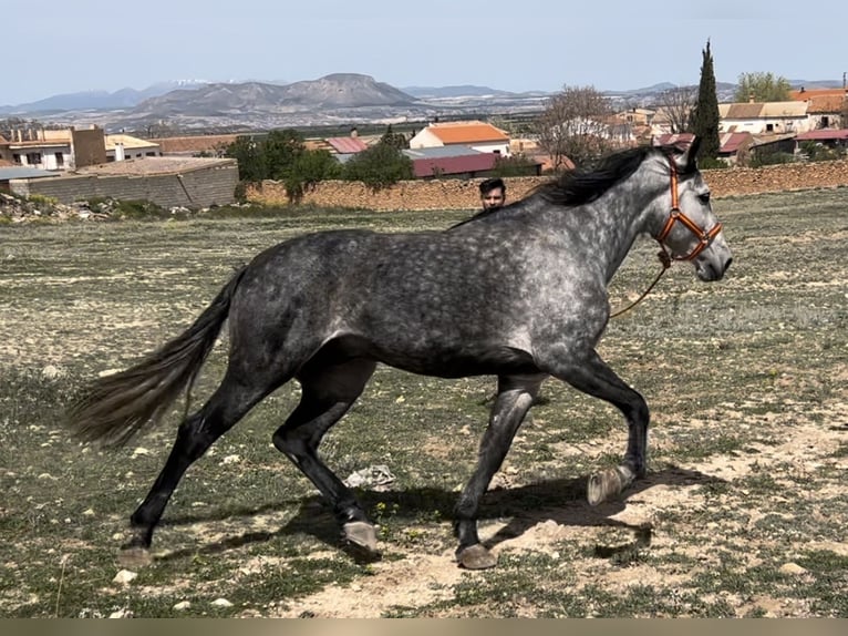 PRE Stallone 6 Anni 162 cm Grigio in Baza