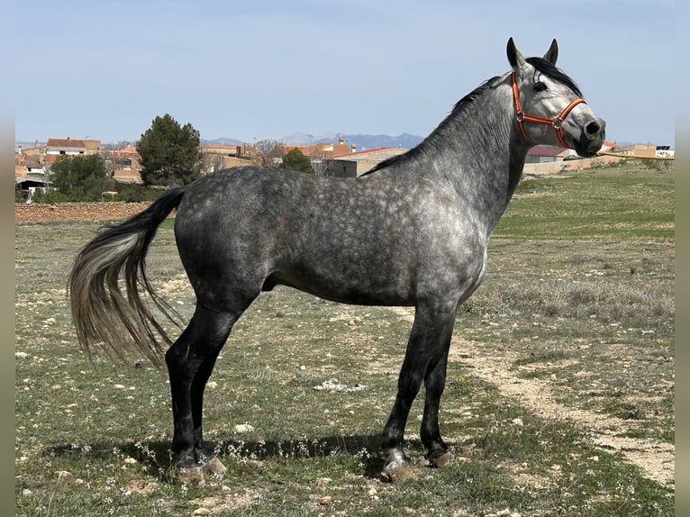 PRE Stallone 6 Anni 162 cm Grigio in Baza