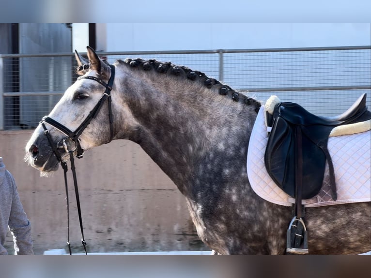 PRE Stallone 6 Anni 162 cm Grigio ferro in Valencia