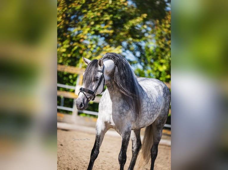 PRE Mix Stallone 6 Anni 162 cm Grigio pezzato in Poeldijk