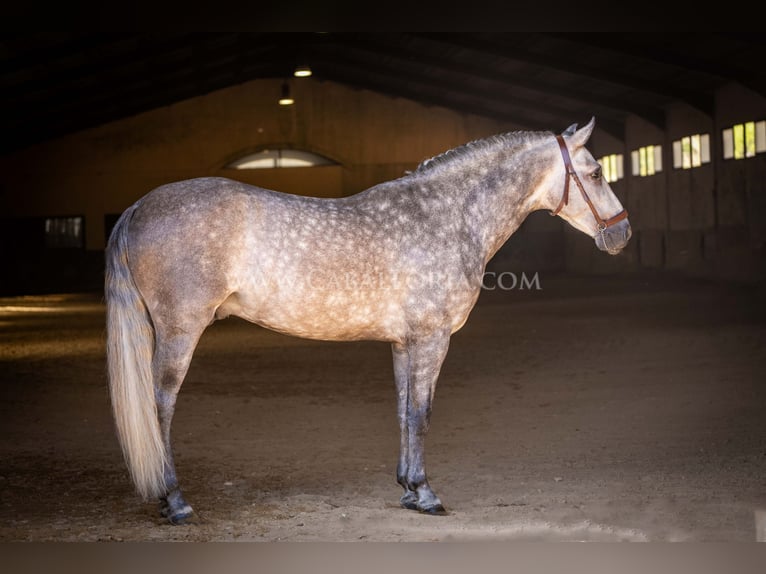 PRE Stallone 6 Anni 162 cm Grigio pezzato in Rafelguaraf