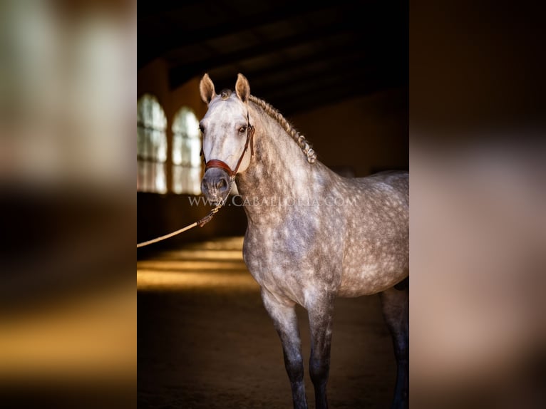 PRE Stallone 6 Anni 162 cm Grigio pezzato in Rafelguaraf