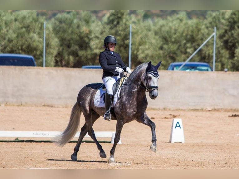 PRE Stallone 6 Anni 162 cm Grigio pezzato in Rafelguaraf