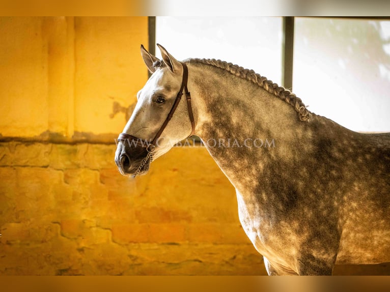 PRE Stallone 6 Anni 162 cm Grigio pezzato in Rafelguaraf