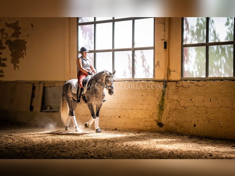 PRE Stallone 6 Anni 162 cm Grigio pezzato in Rafelguaraf