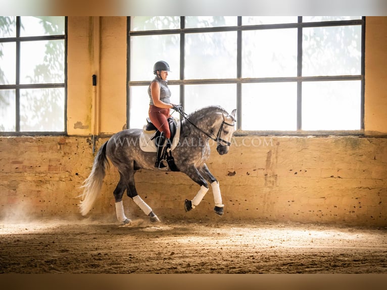 PRE Stallone 6 Anni 162 cm Grigio pezzato in Rafelguaraf