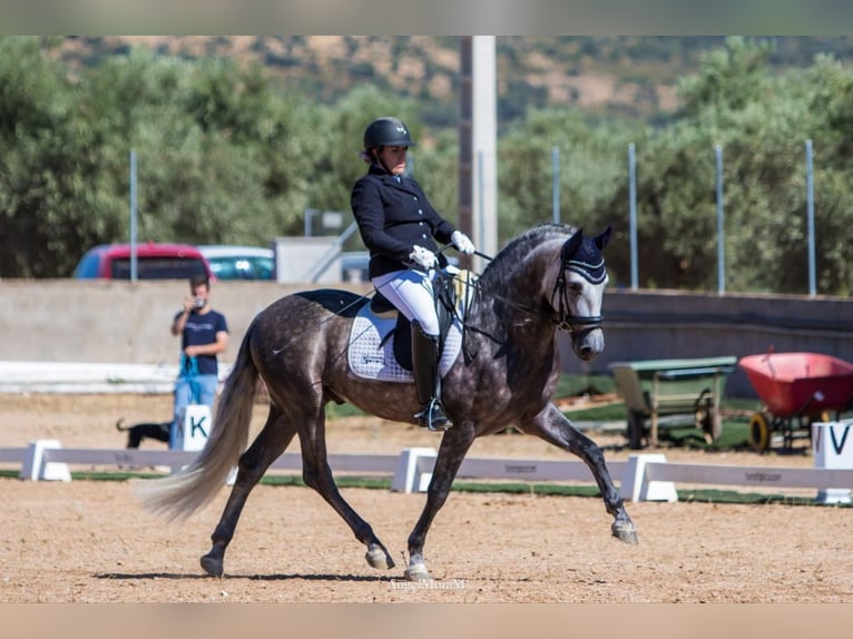 PRE Stallone 6 Anni 162 cm Grigio pezzato in Rafelguaraf