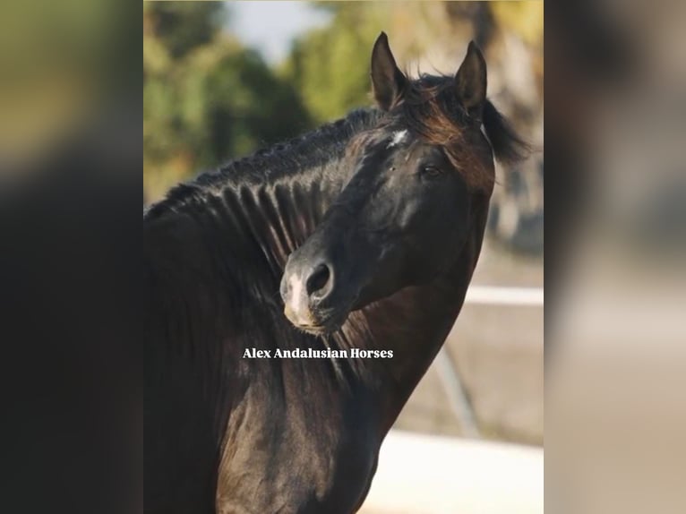 PRE Mix Stallone 6 Anni 162 cm Morello in Sevilla