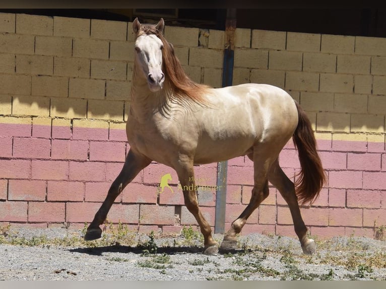 PRE Stallone 6 Anni 162 cm Pearl in Provinz Granada