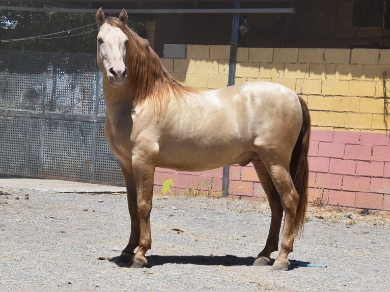 PRE Stallone 6 Anni 162 cm Pearl in Provinz Granada