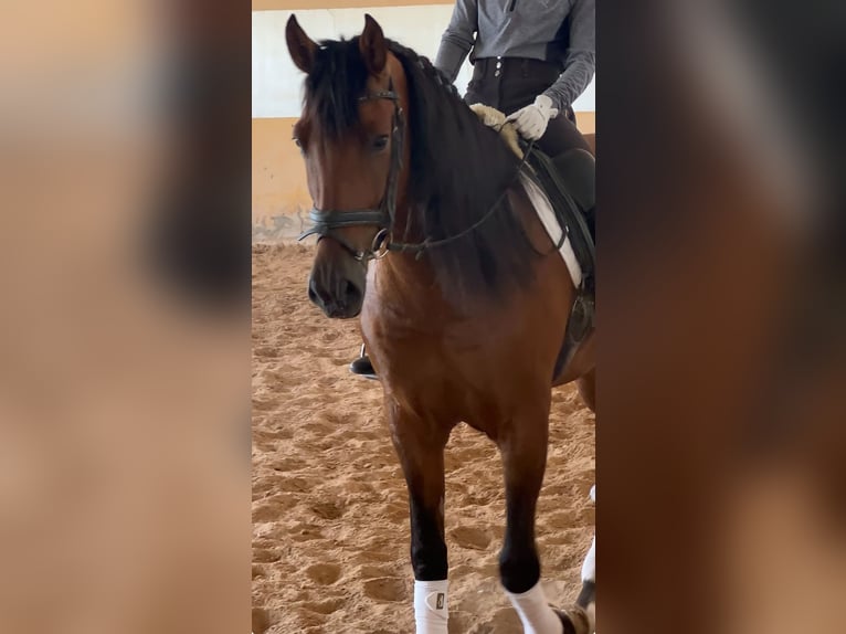 PRE Mix Stallone 6 Anni 163 cm Baio scuro in Schwarme