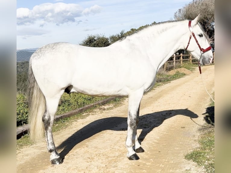 PRE Mix Stallone 6 Anni 163 cm Grigio in Barcelona