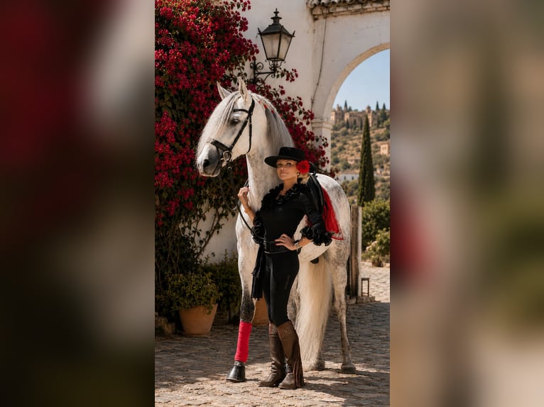 PRE Stallone 6 Anni 163 cm Grigio pezzato in Jerez