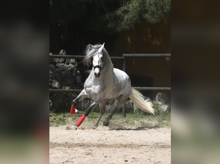 PRE Mix Stallone 6 Anni 163 cm Grigio pezzato in Jerez