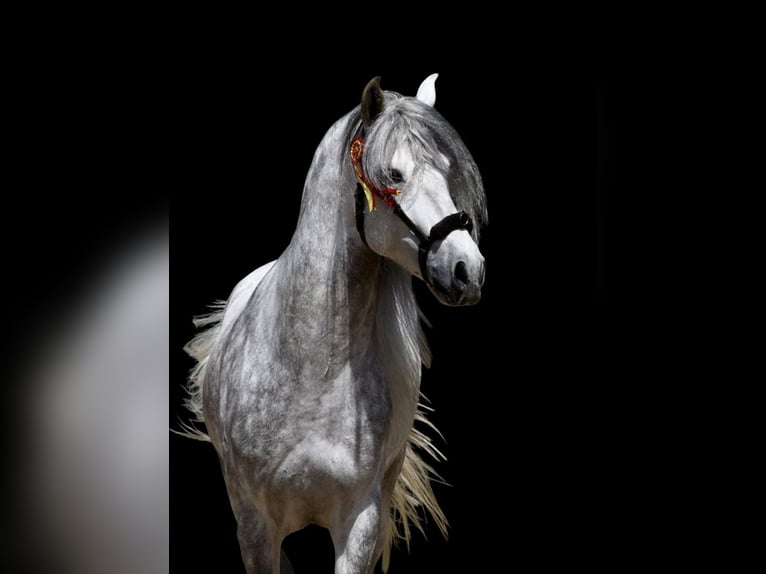 PRE Mix Stallone 6 Anni 163 cm Grigio pezzato in Jerez